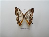 藏品(網絲蛺蝶)的圖片